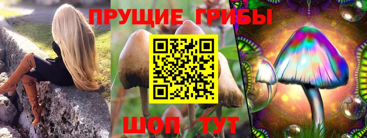 Псилоцибиновые грибы Cubensis Димитровград